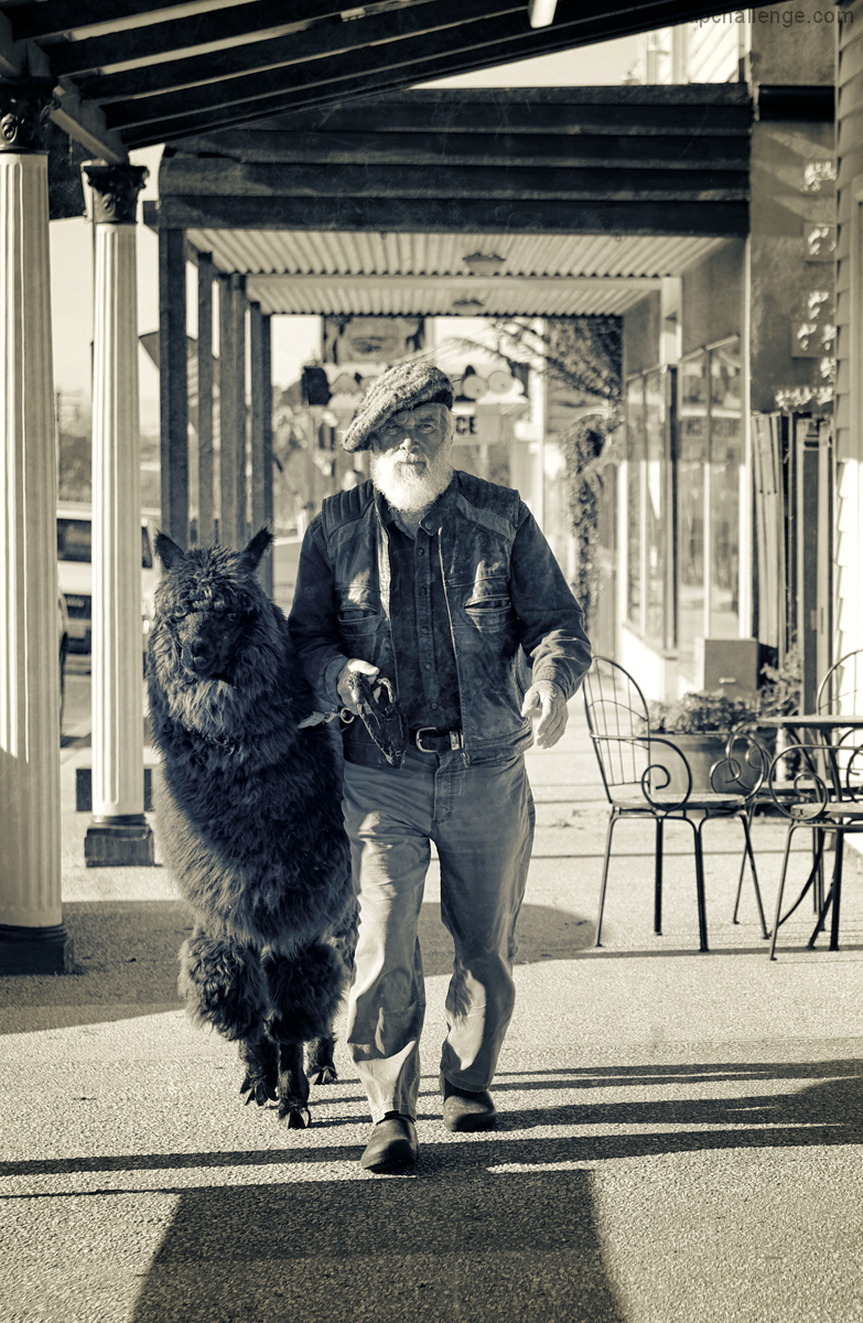 Just a man walking his Alpaca