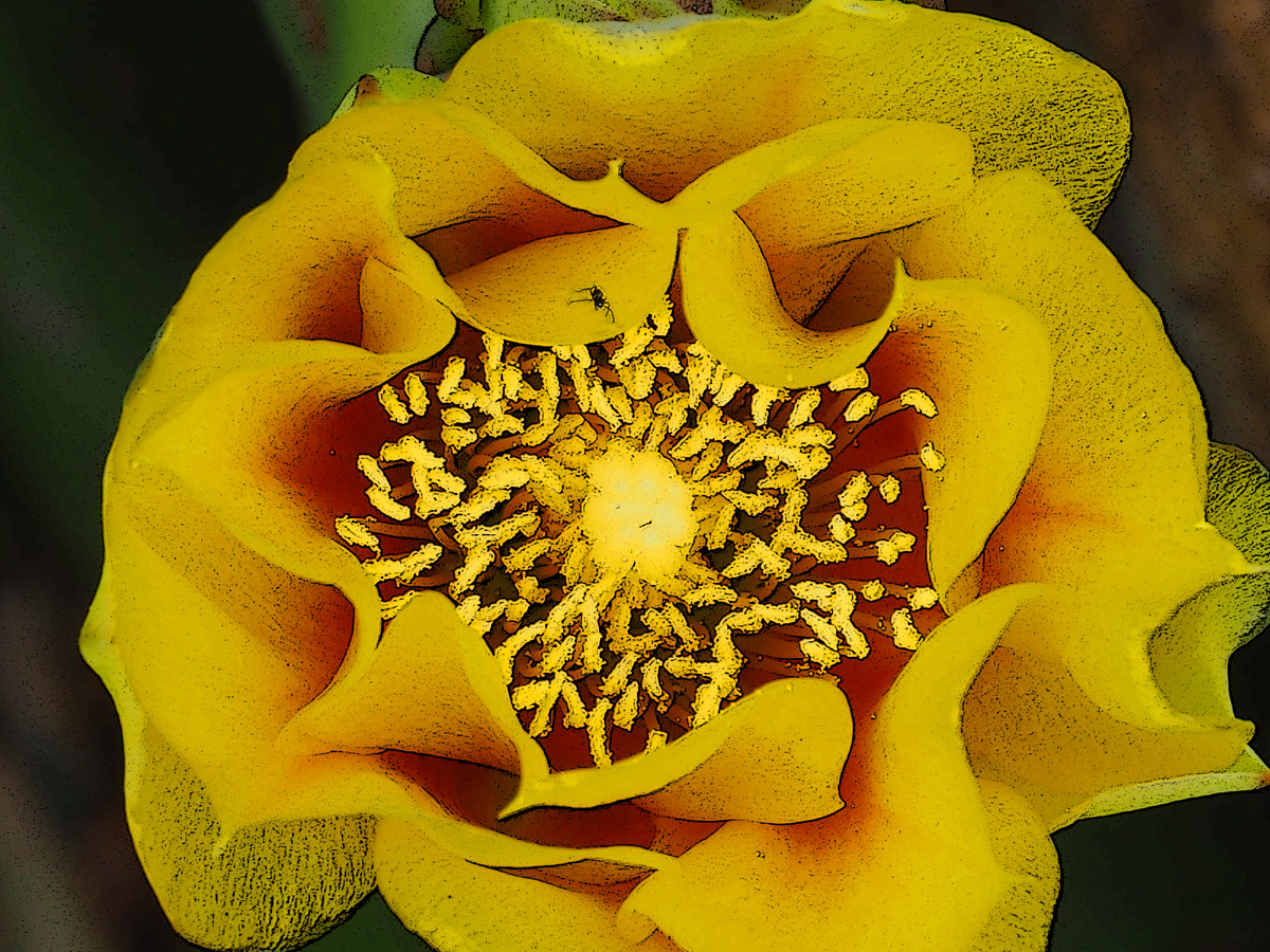 Prickly Pear Cactus