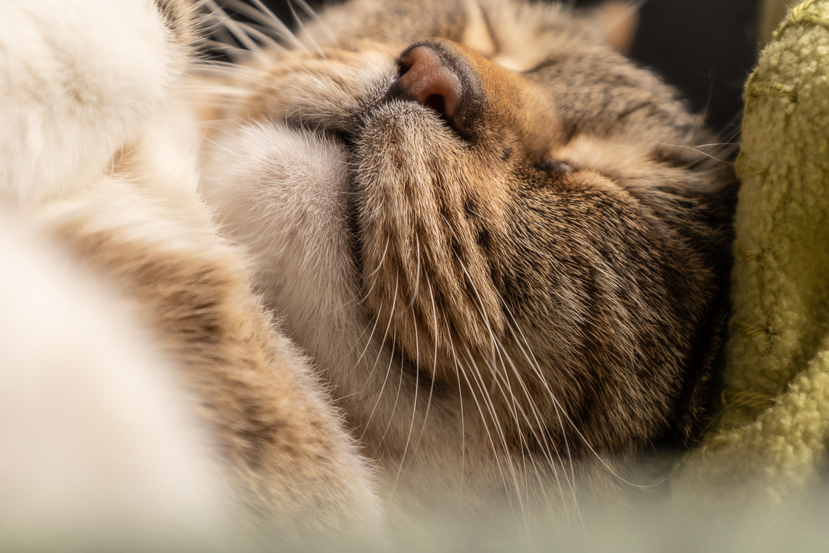 sweet dreams