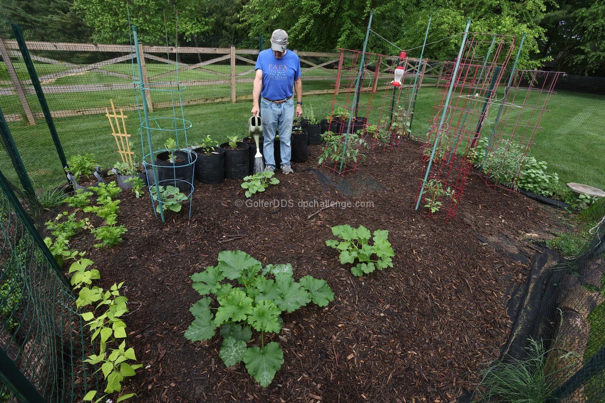 Garden, Golf Hat, Bird Feeder, Favorite T-Shirt, Wife pressed the shutter, (Dog asleep inside)!