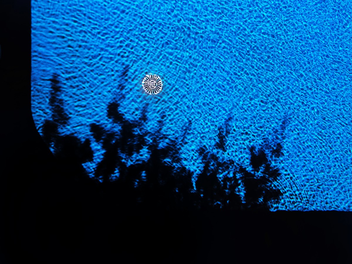 Summer daydream of a moonlit sky