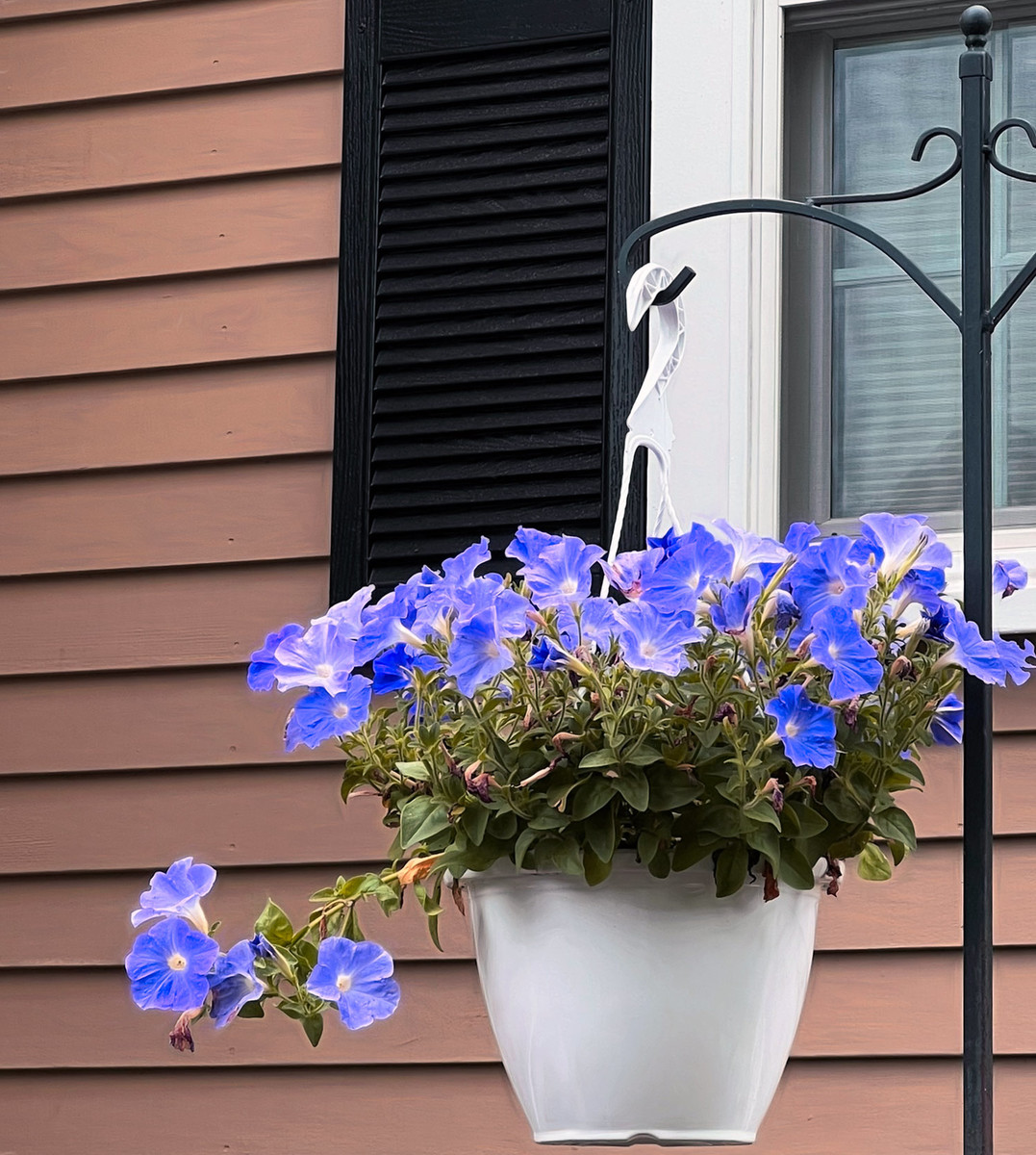 Pansies 