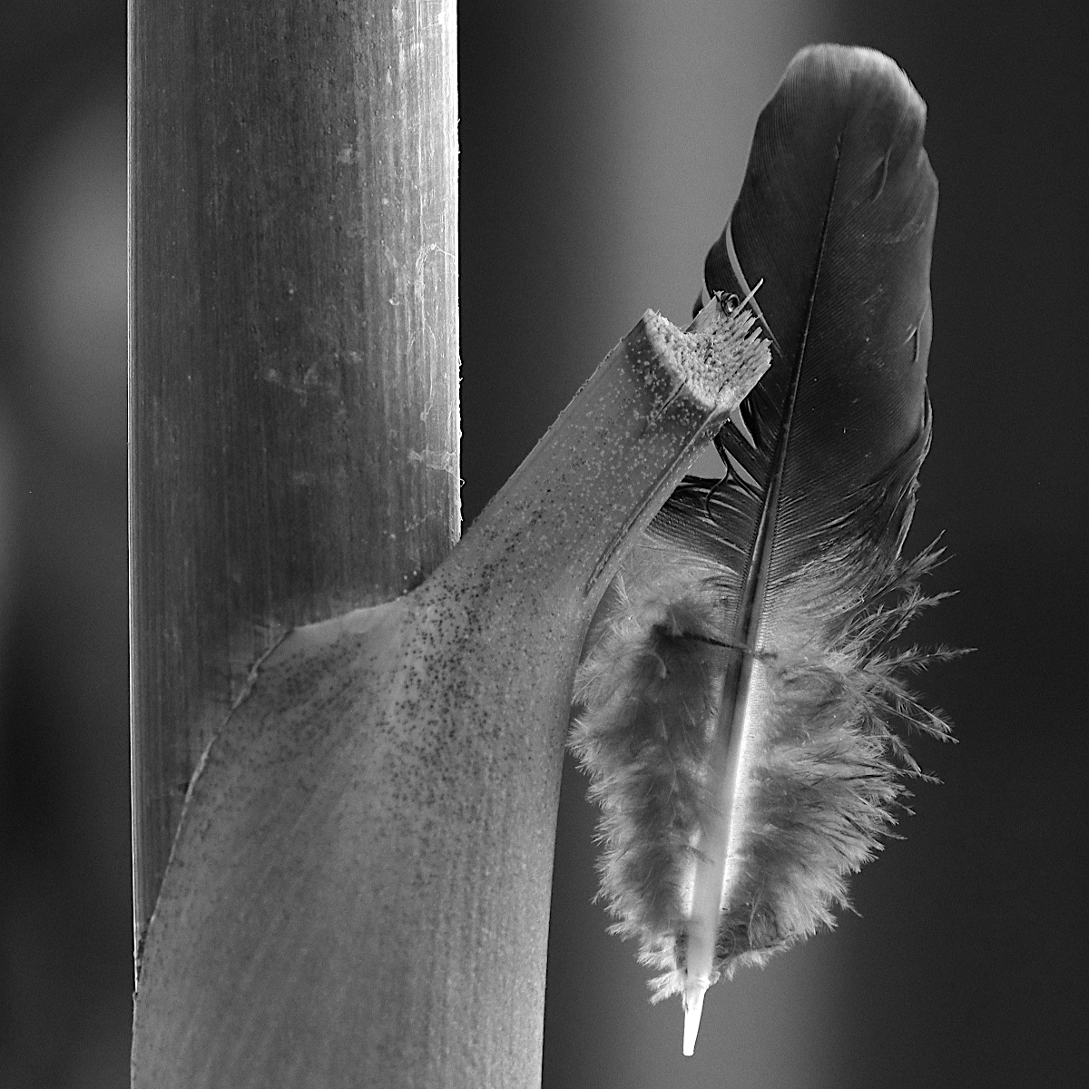 Clinging Feather
