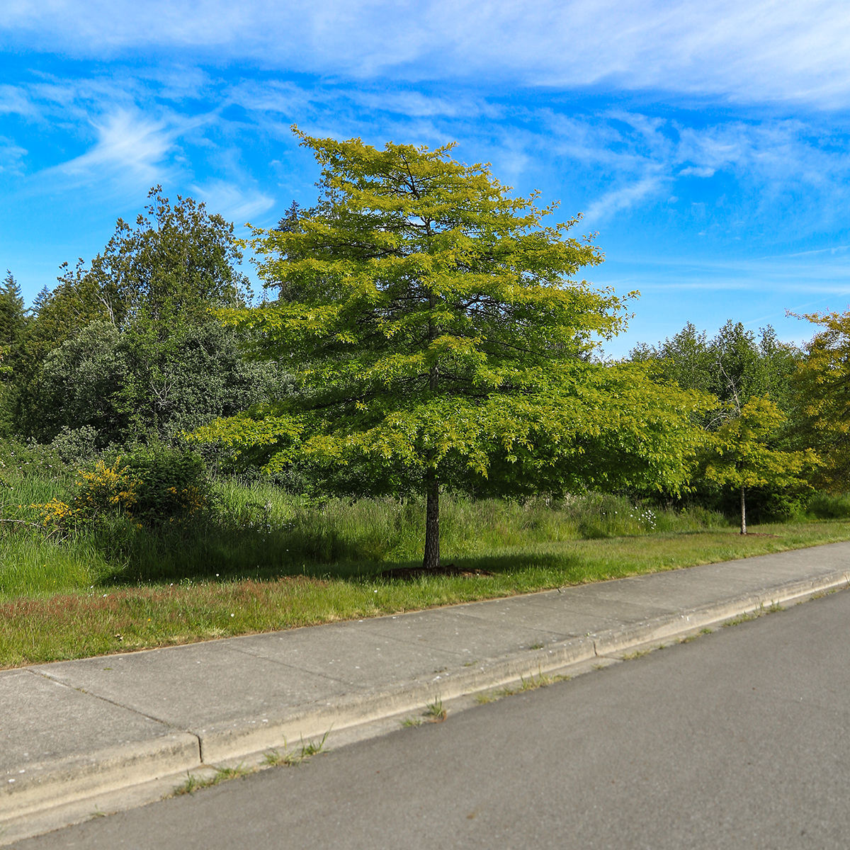 parkway