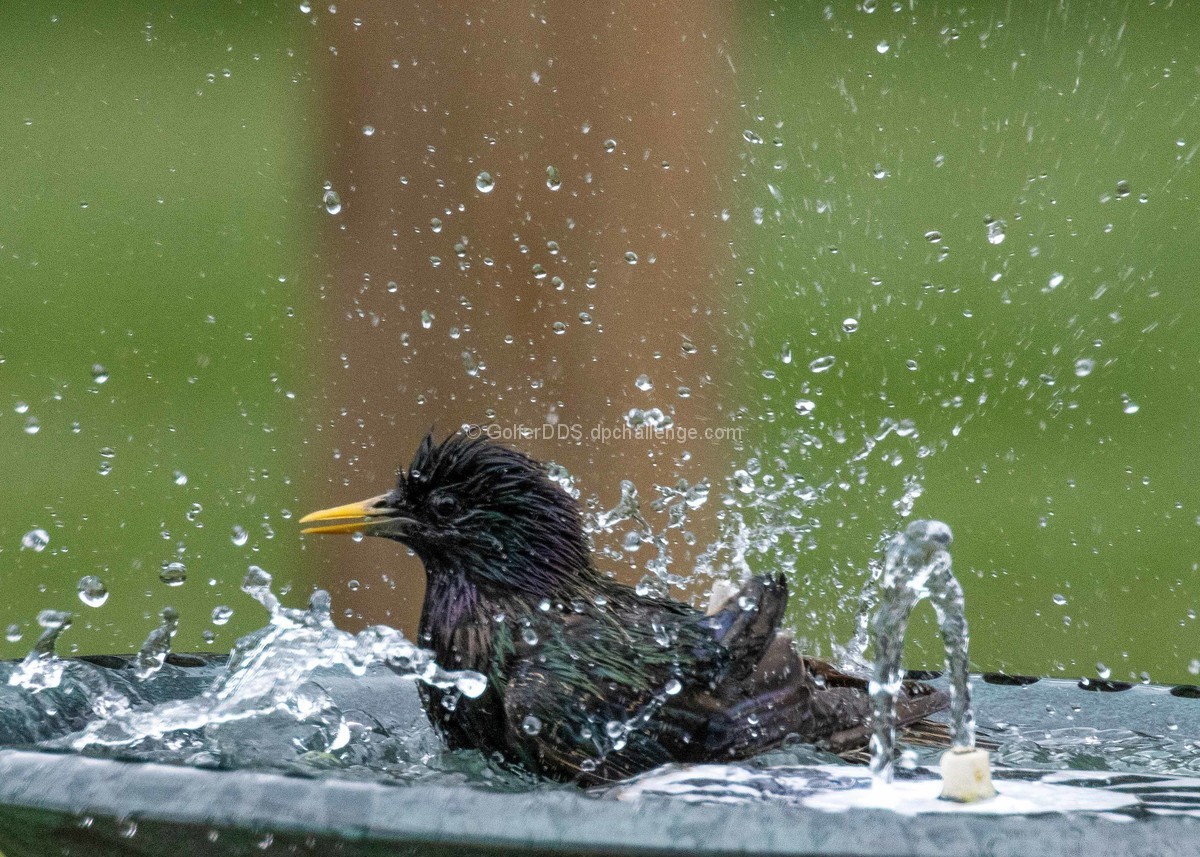 Bath Time