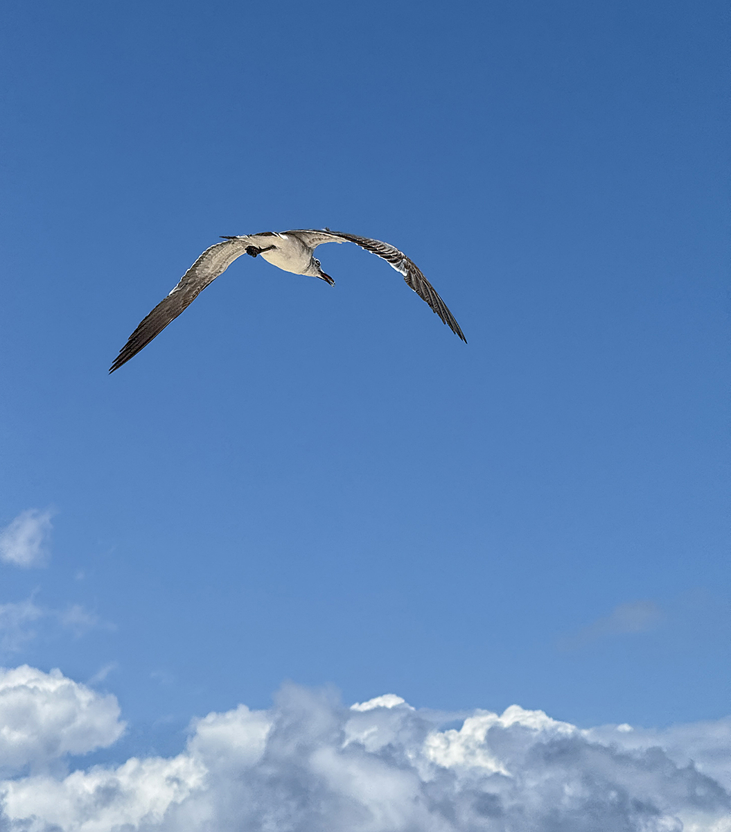 Jonathan Livingston Seagull