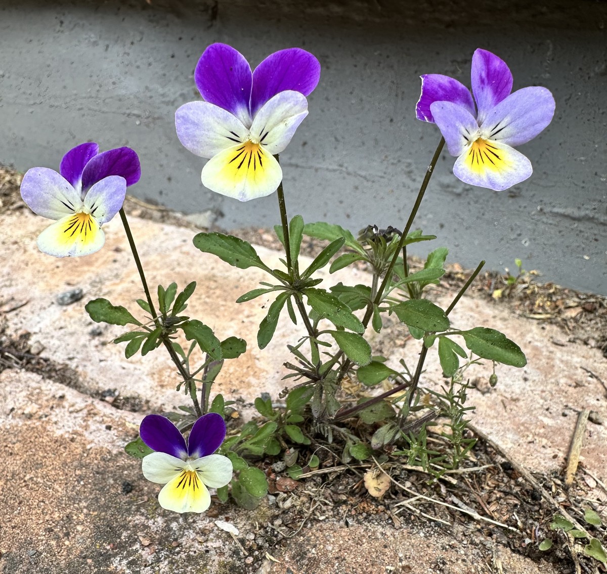 Wild Violets 