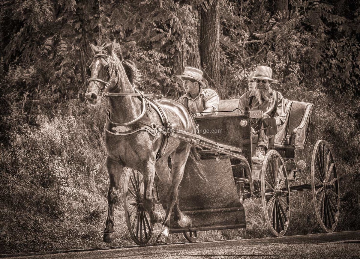 Horse And Buggy