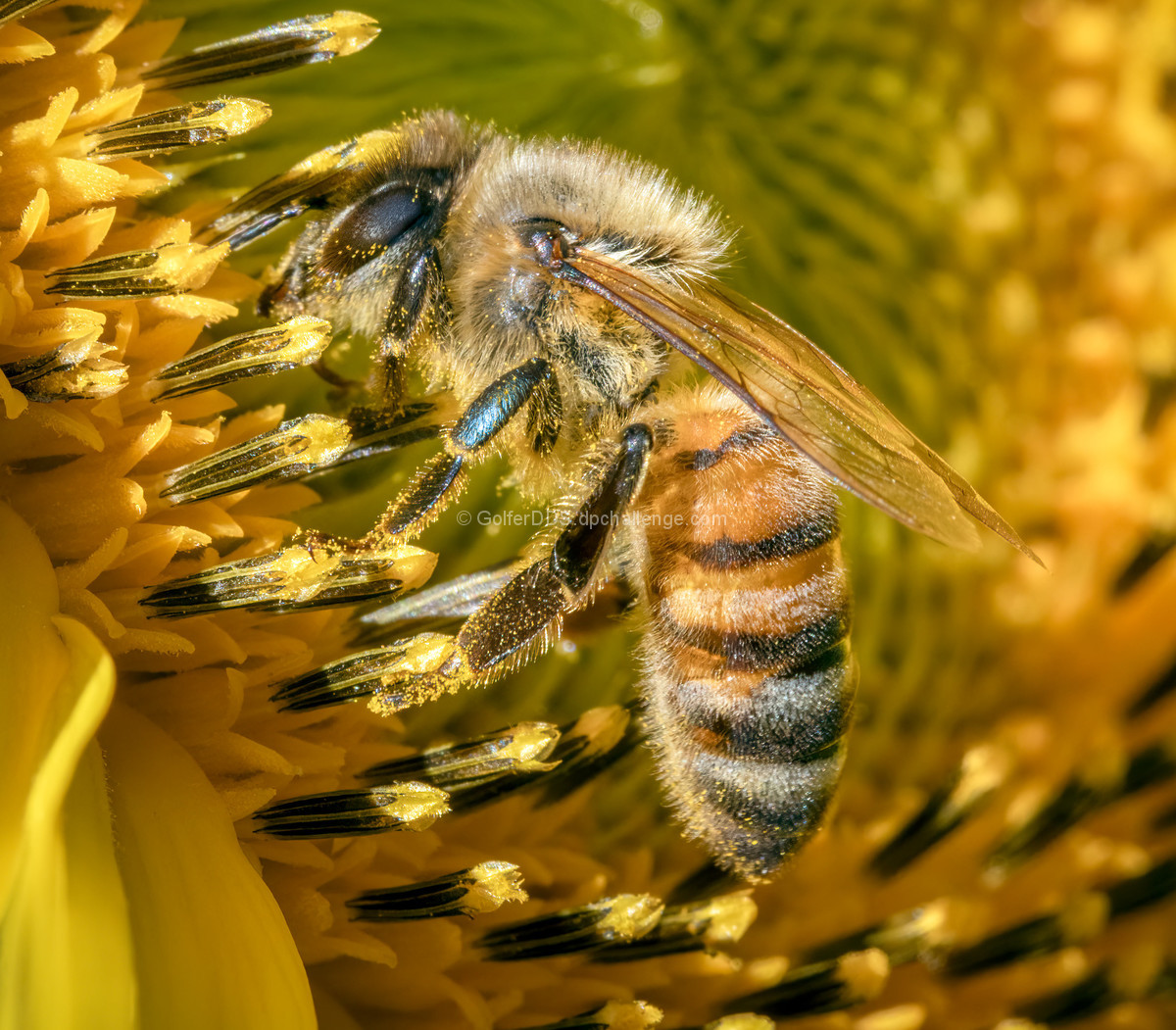 Pollinator