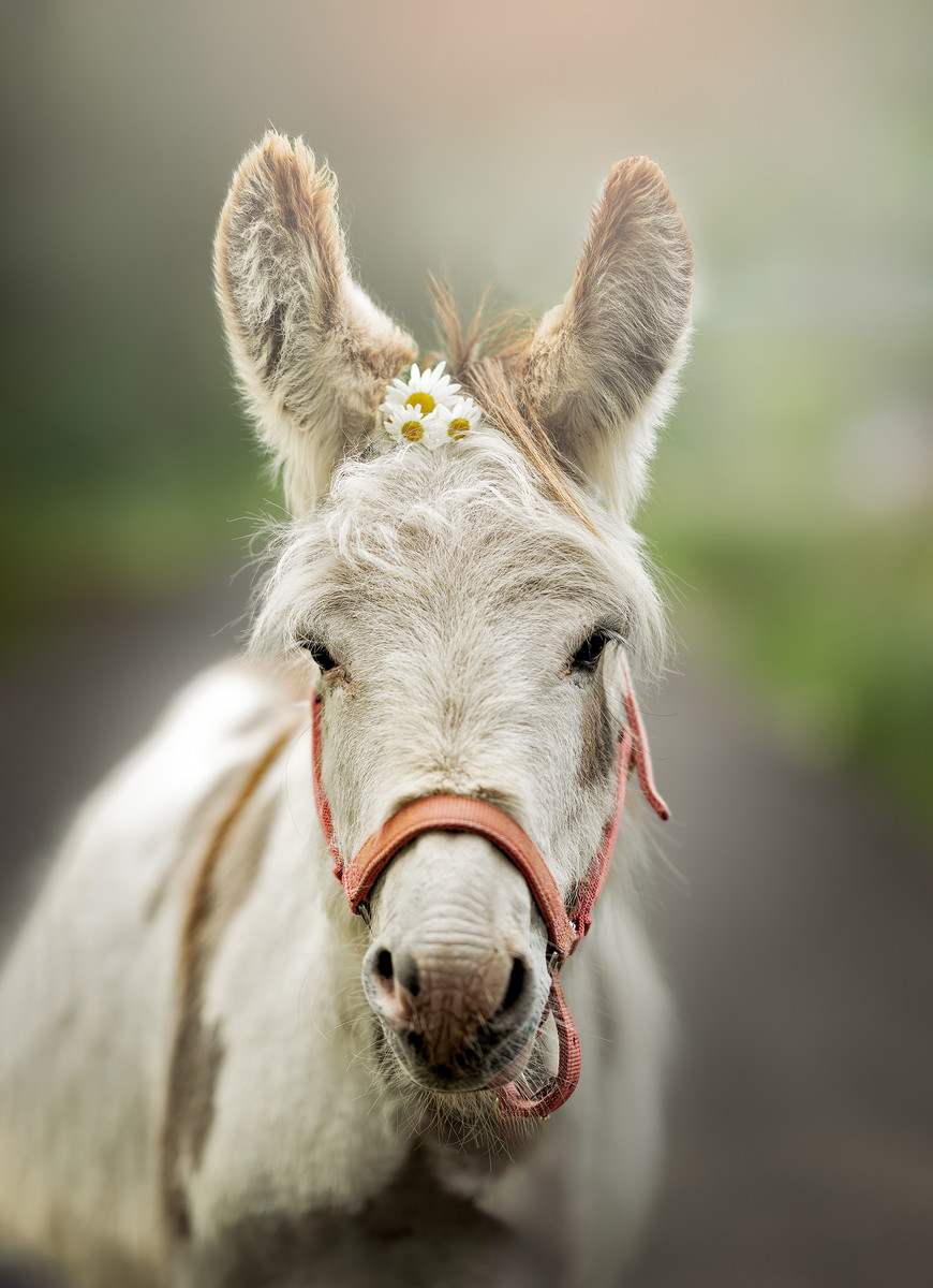 Daisy Donkey