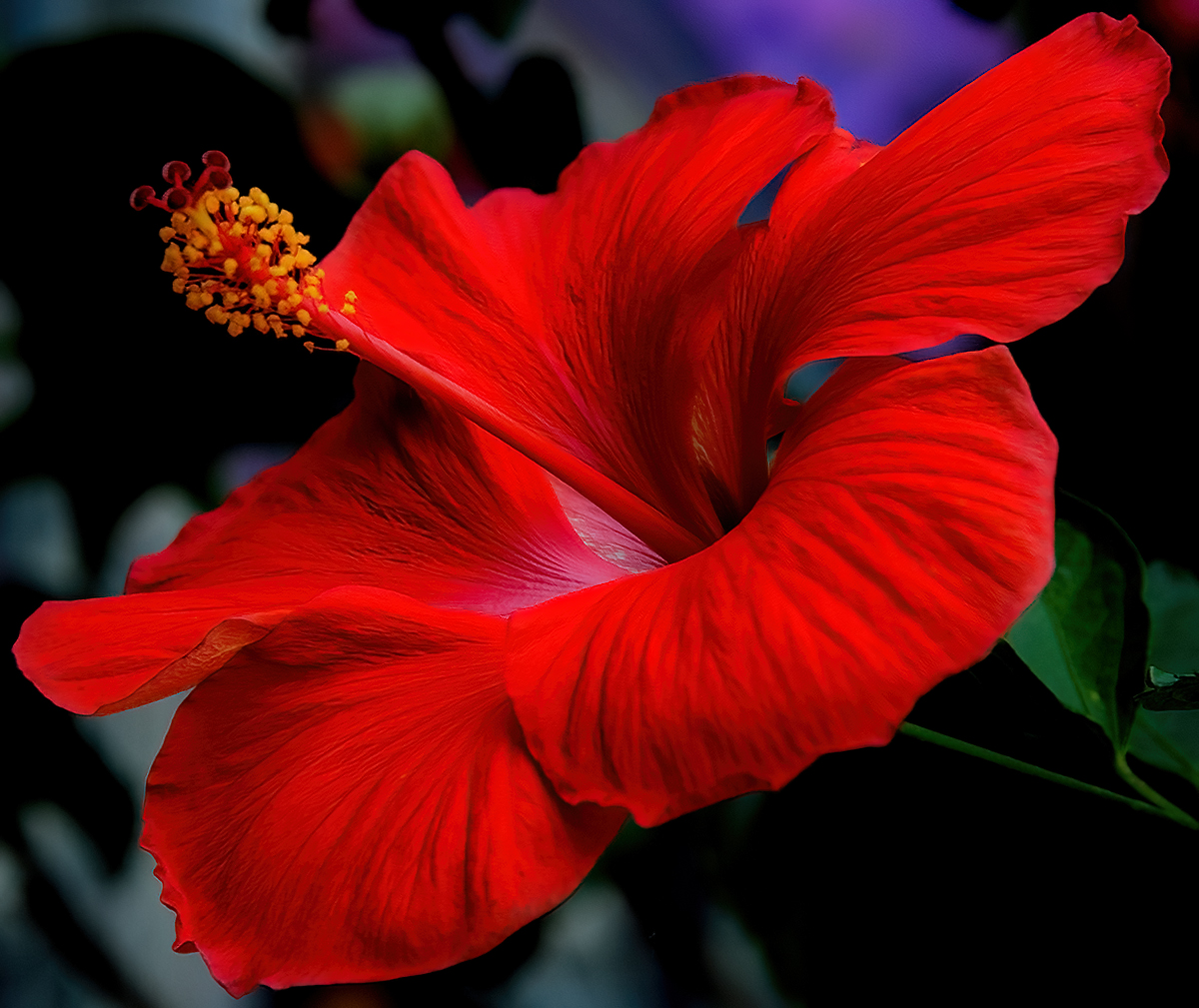 Intense Red