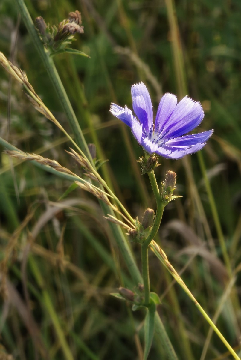 A Spot of Purple in the Field