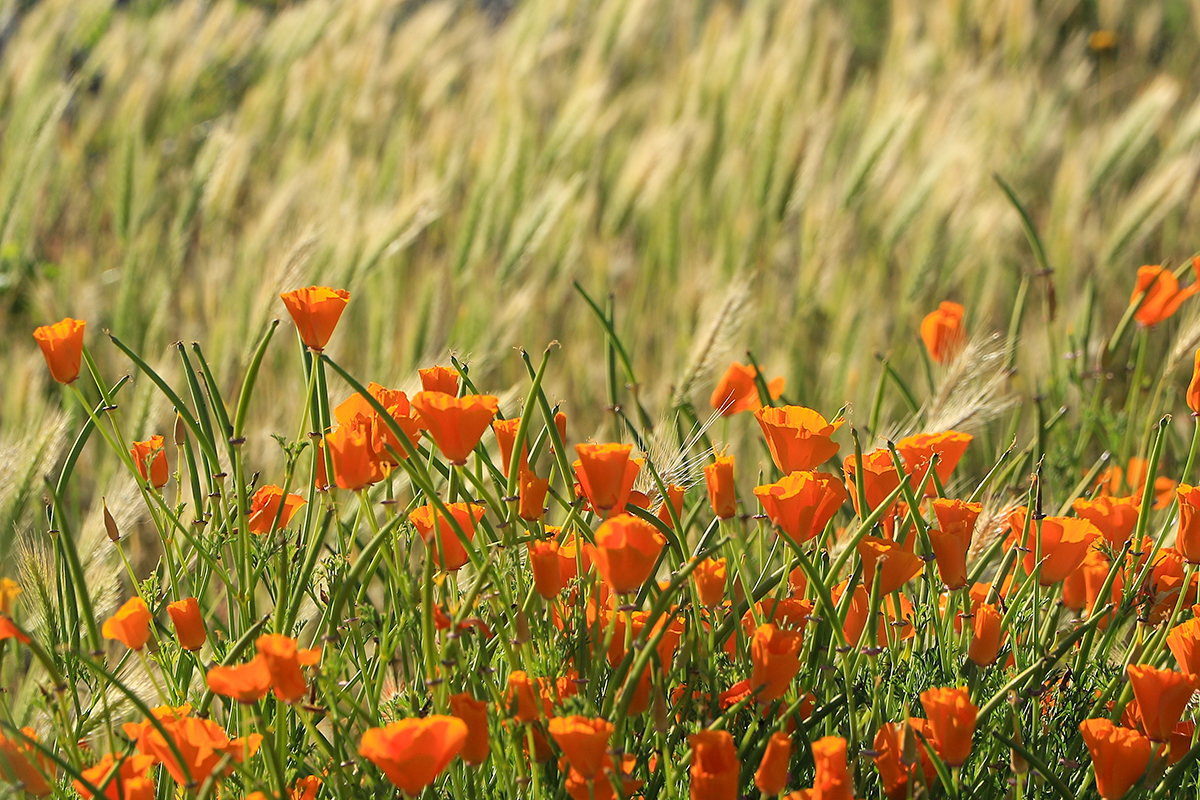 Poppies & Grass