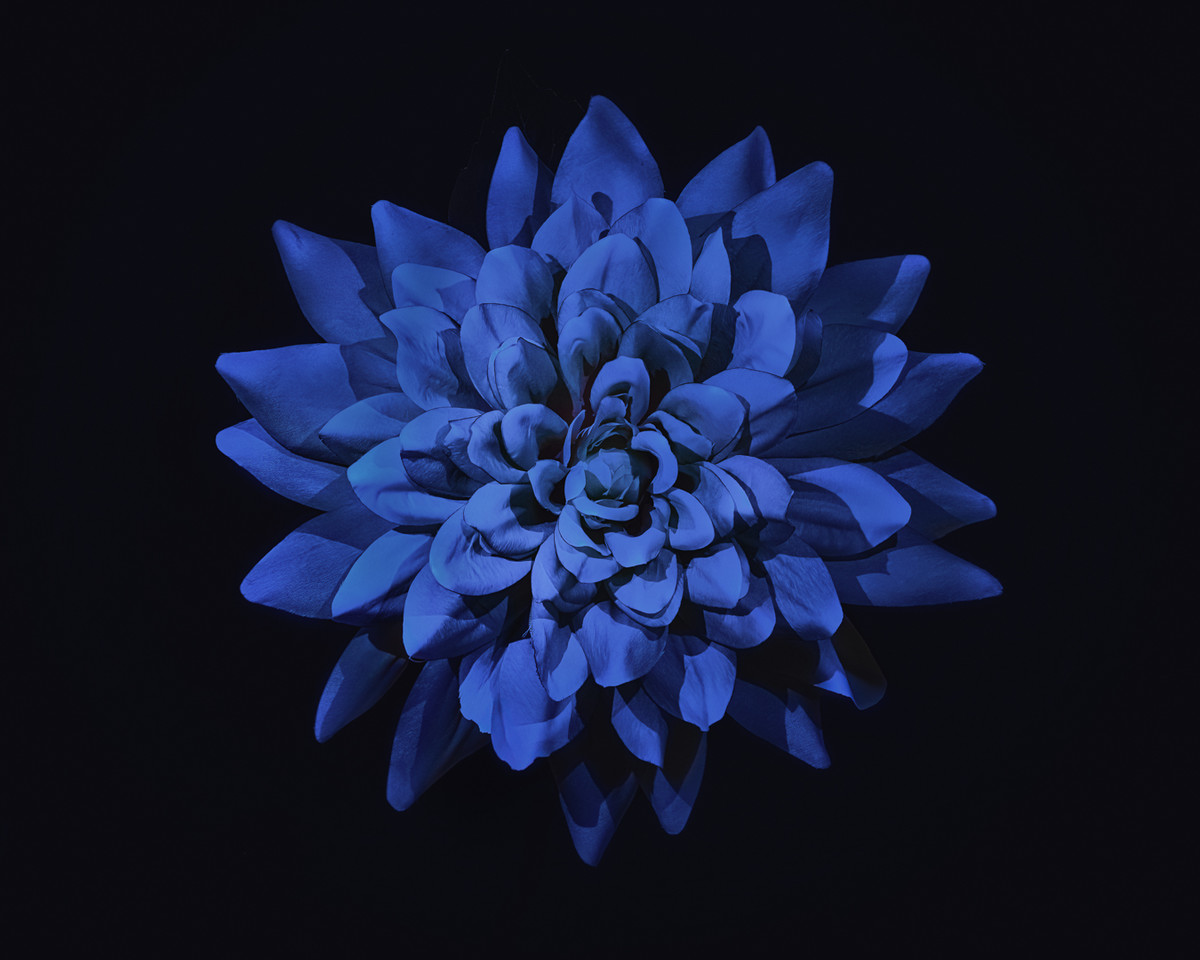 Blue flower