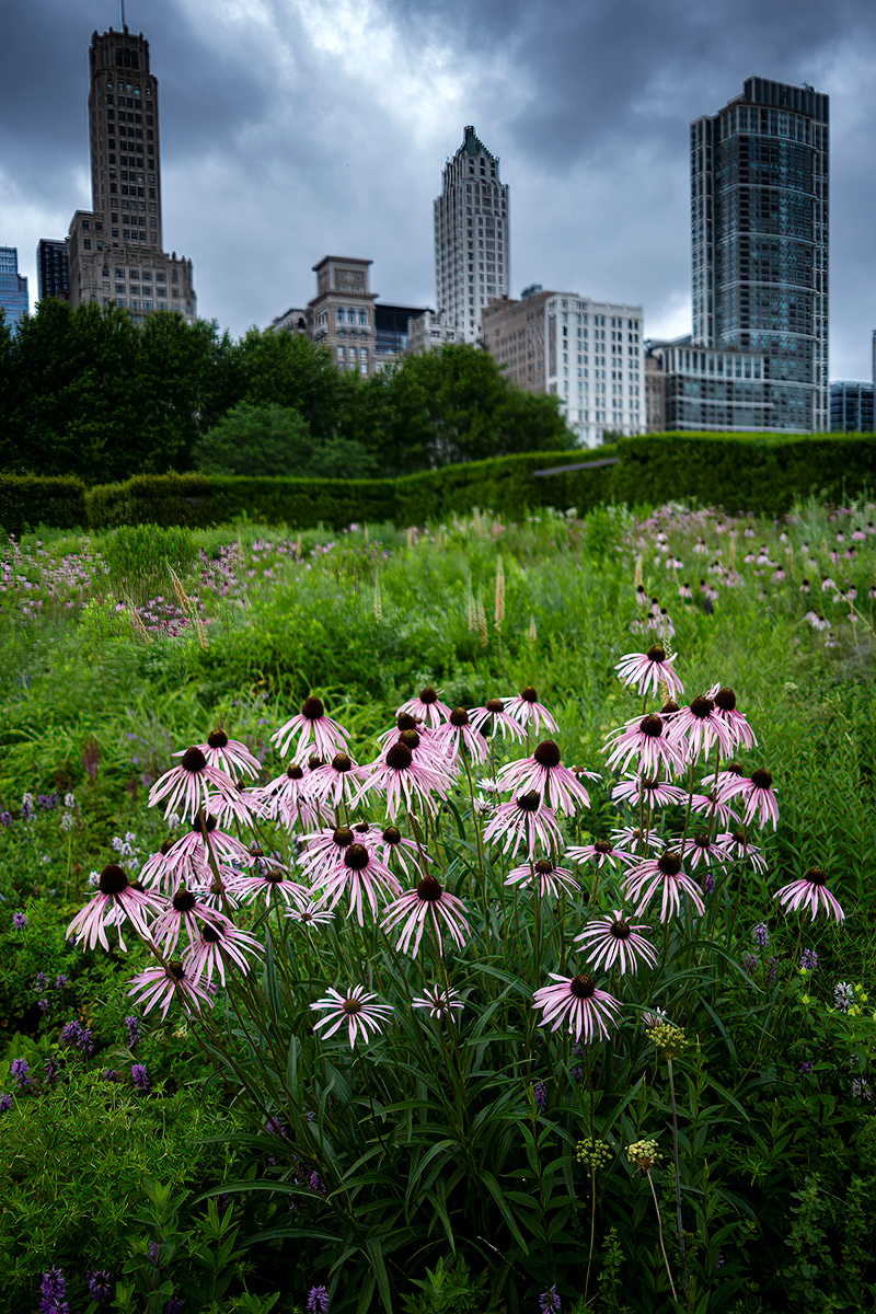 Urban Oasis