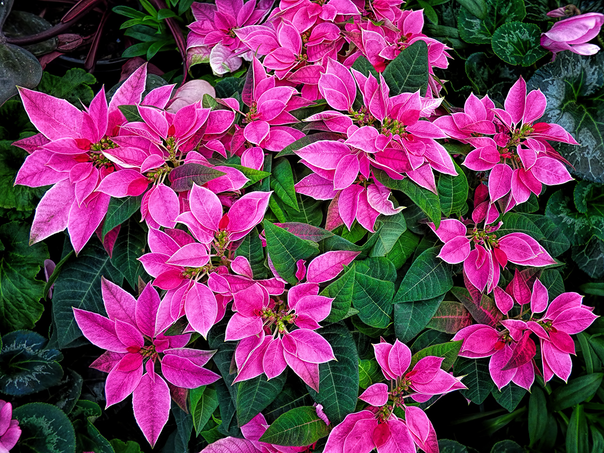 Pink Poinsettias