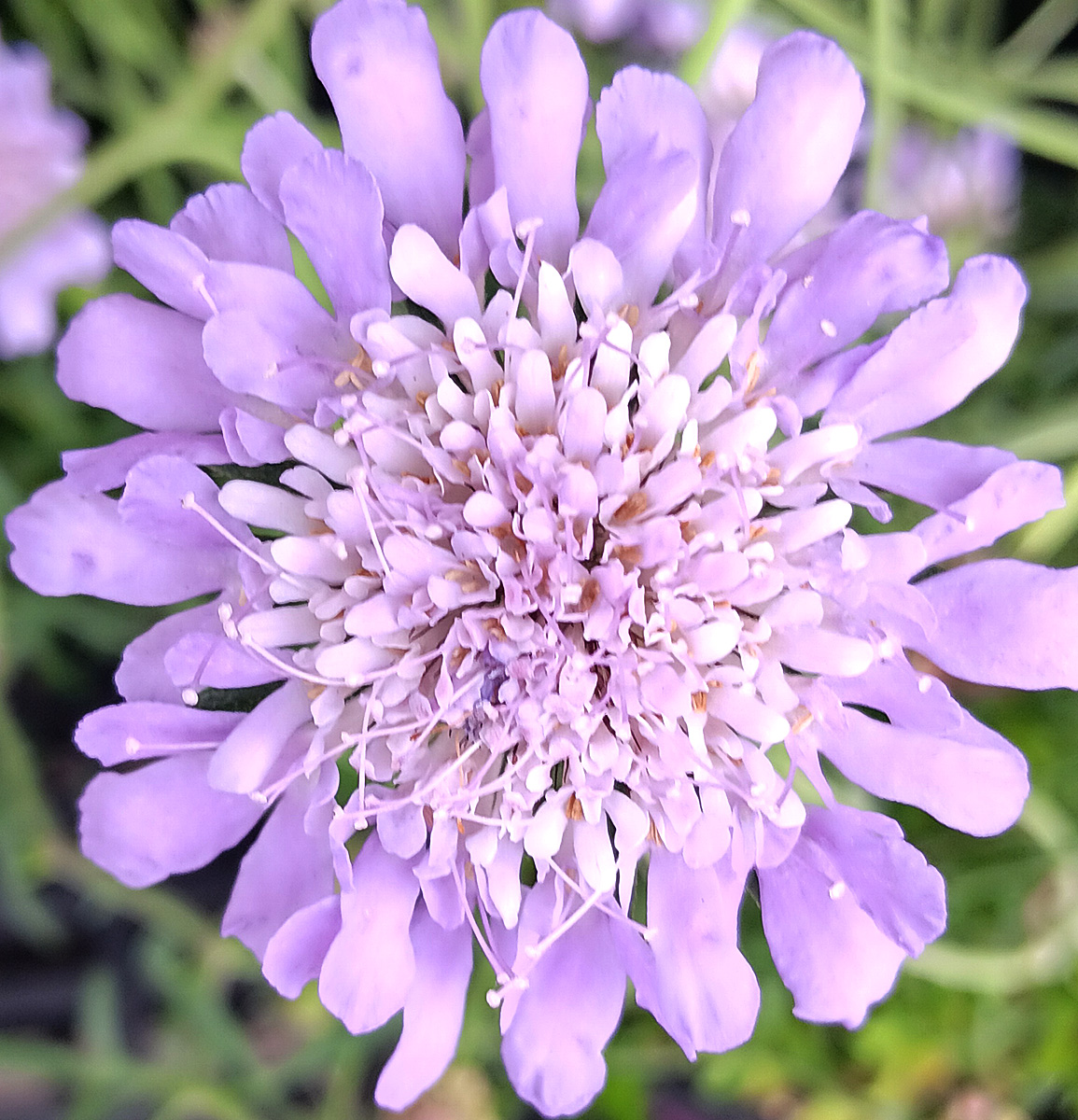 Purple Flower