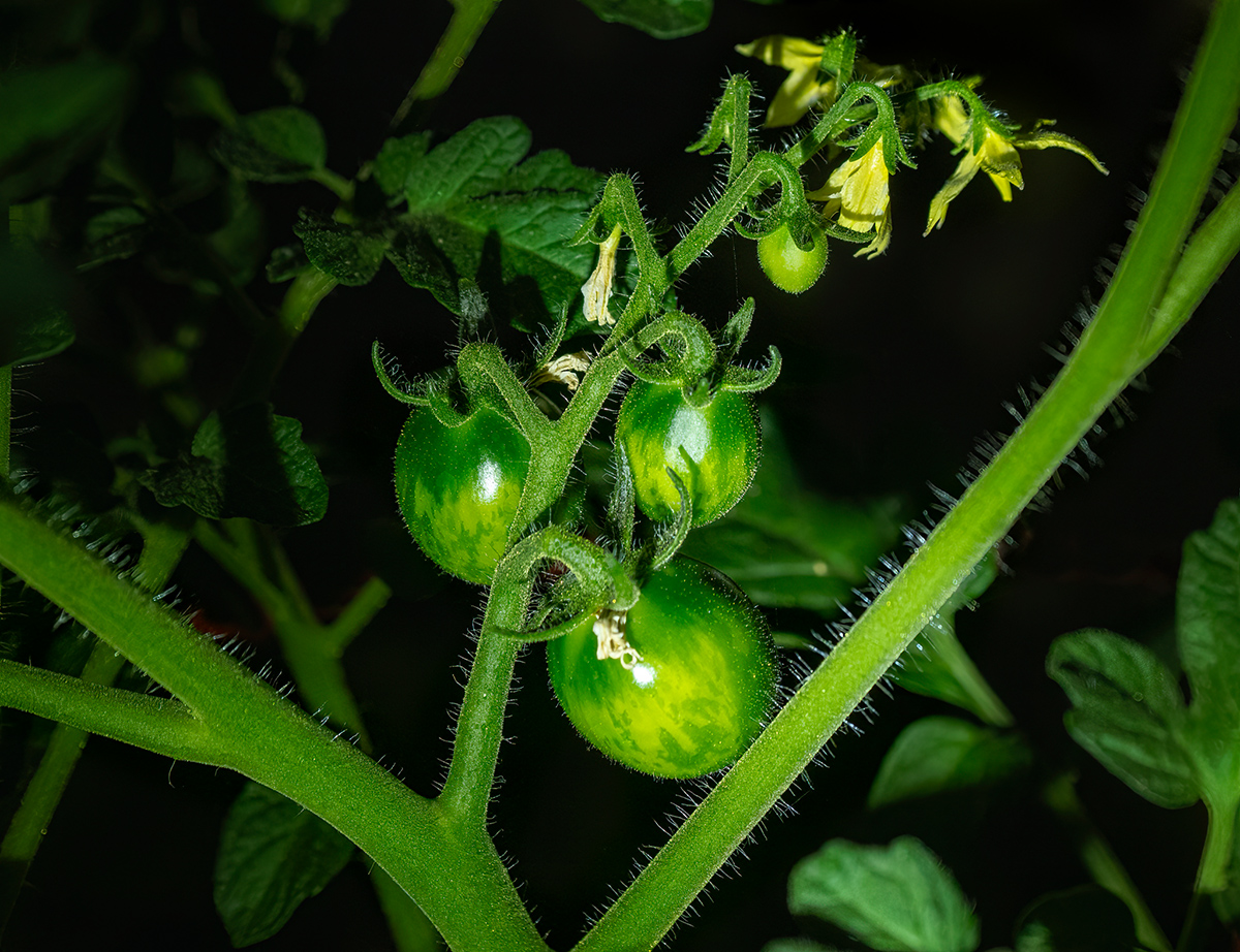 Baby tomatoes