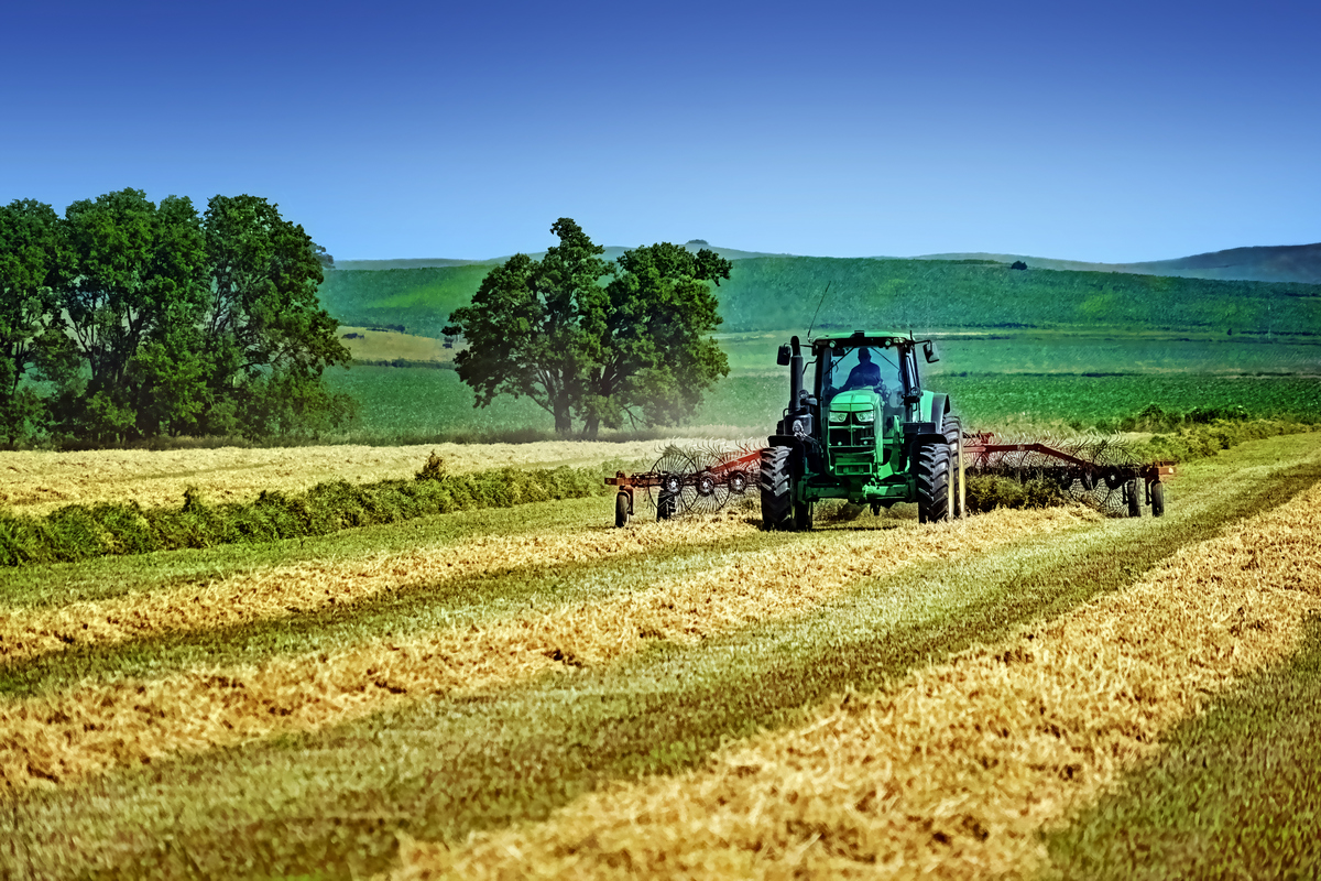 Making Hay . . . 