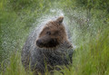 Grizzly Spin Dry!