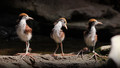 Three Chicks On The Shore