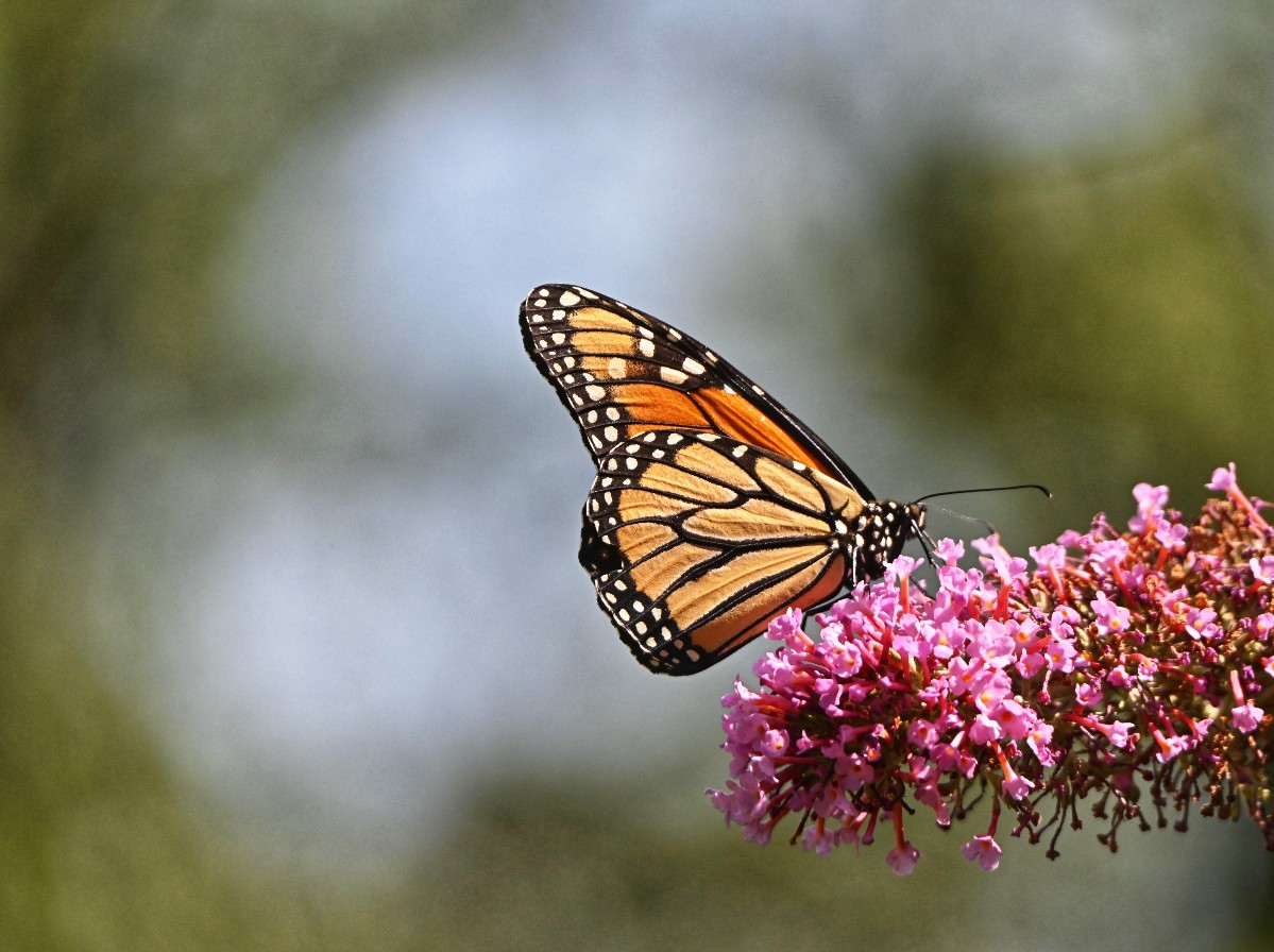 King of the Butterflies