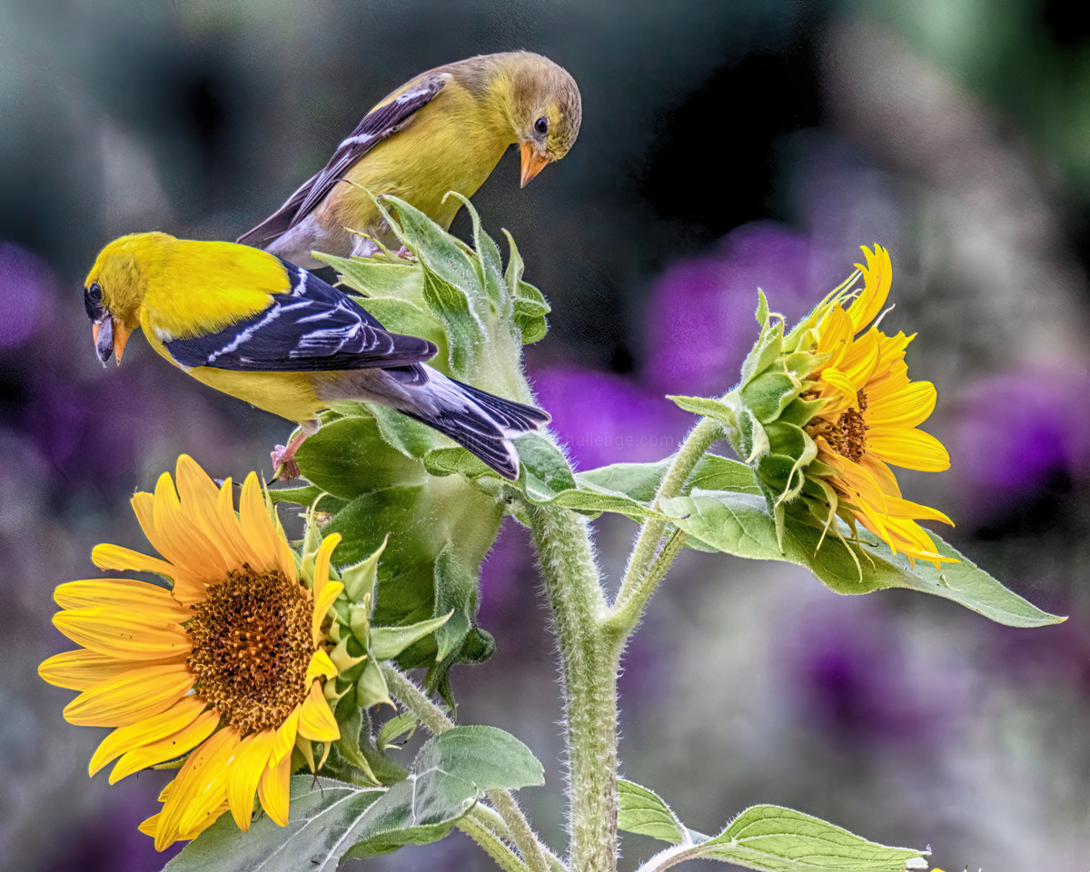 Male And Female American Goldfinches