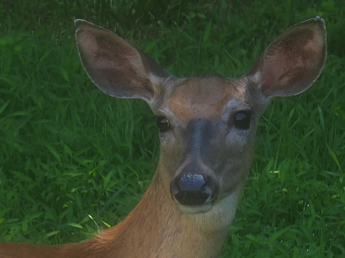 Deer