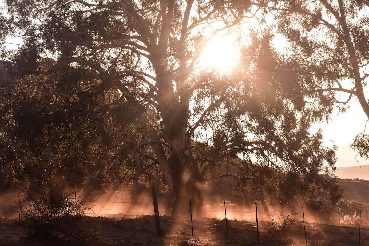 Morning light
