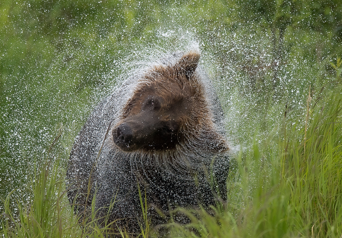 Grizzly Spin Dry!