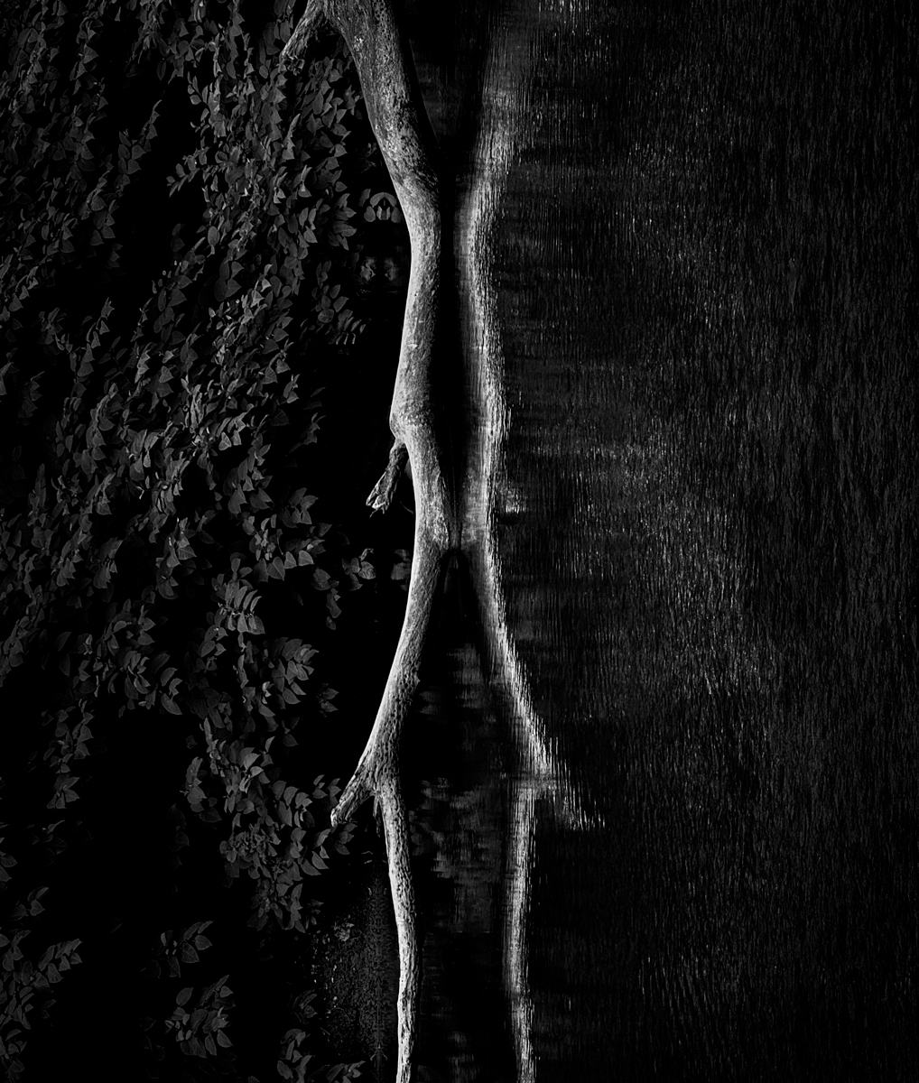bones of the forest