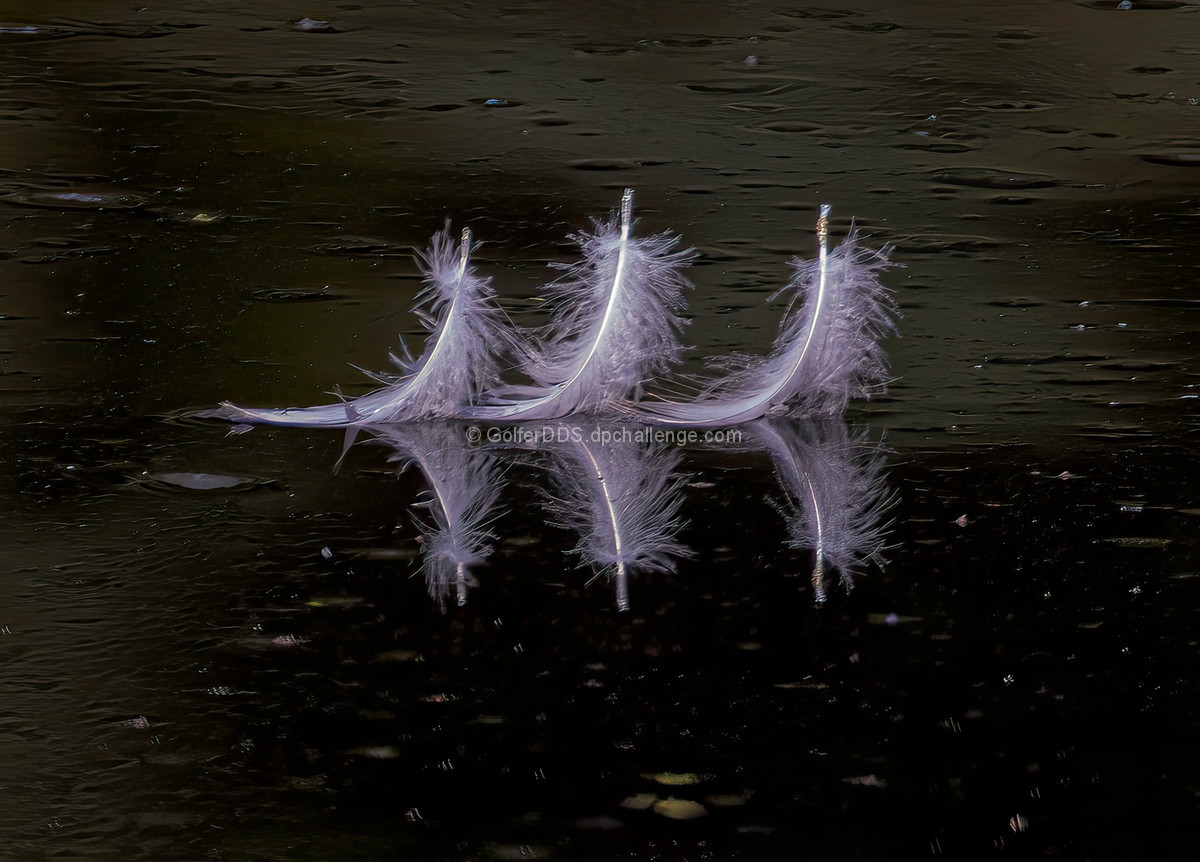 Three Feathers In The Pond