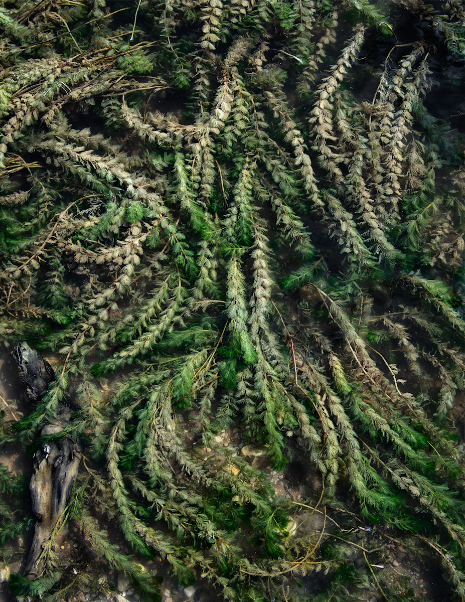 Watermilfoil