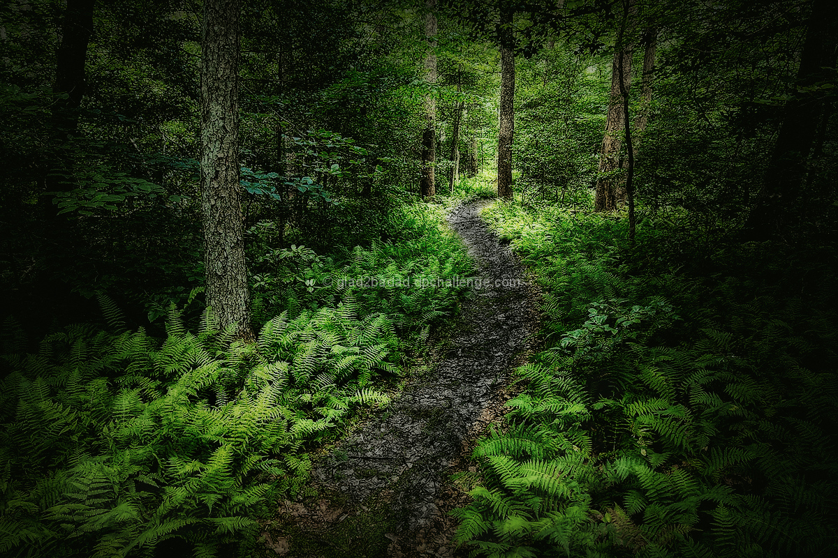 The Trail