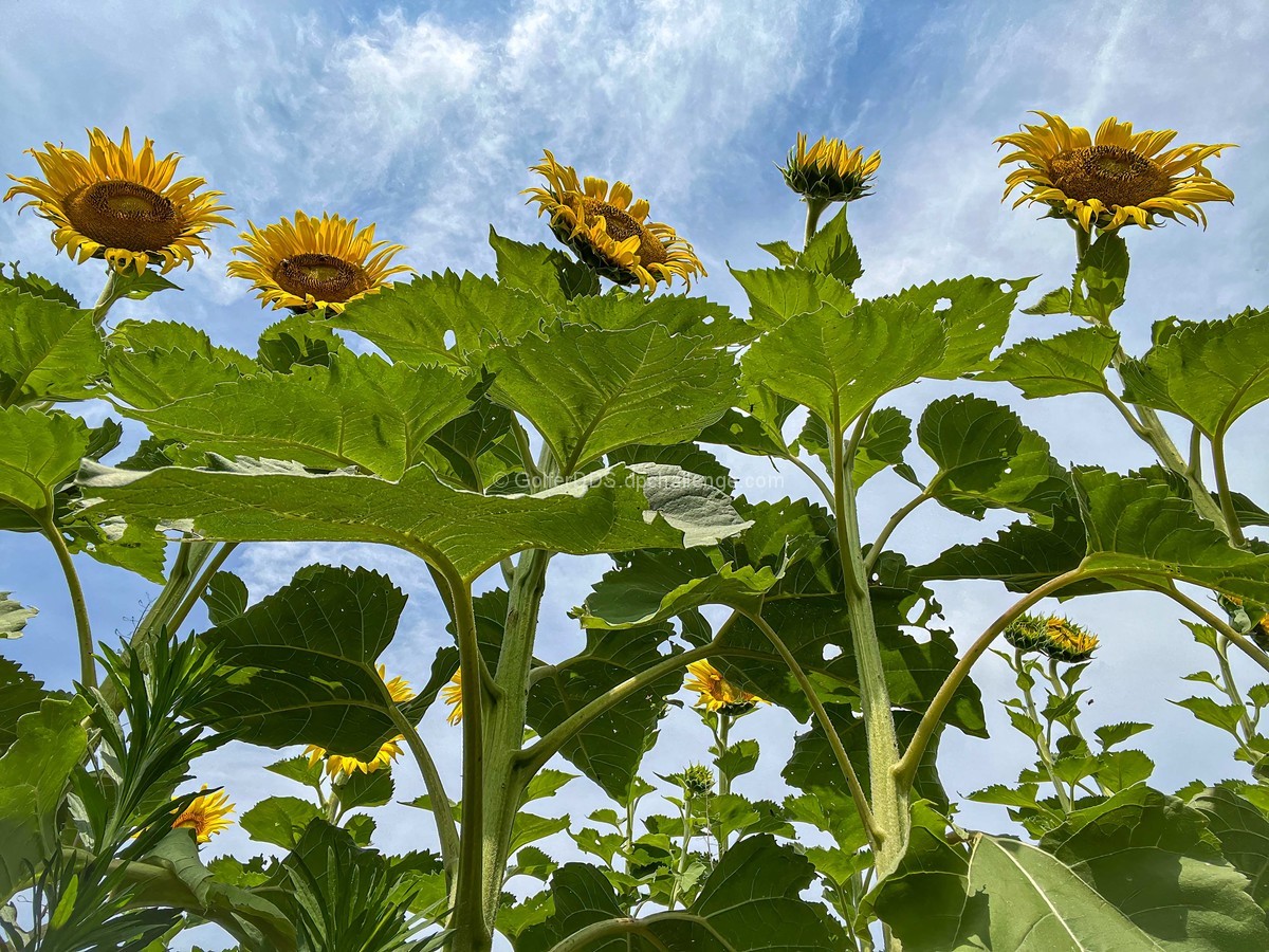 Reaching For The Sky