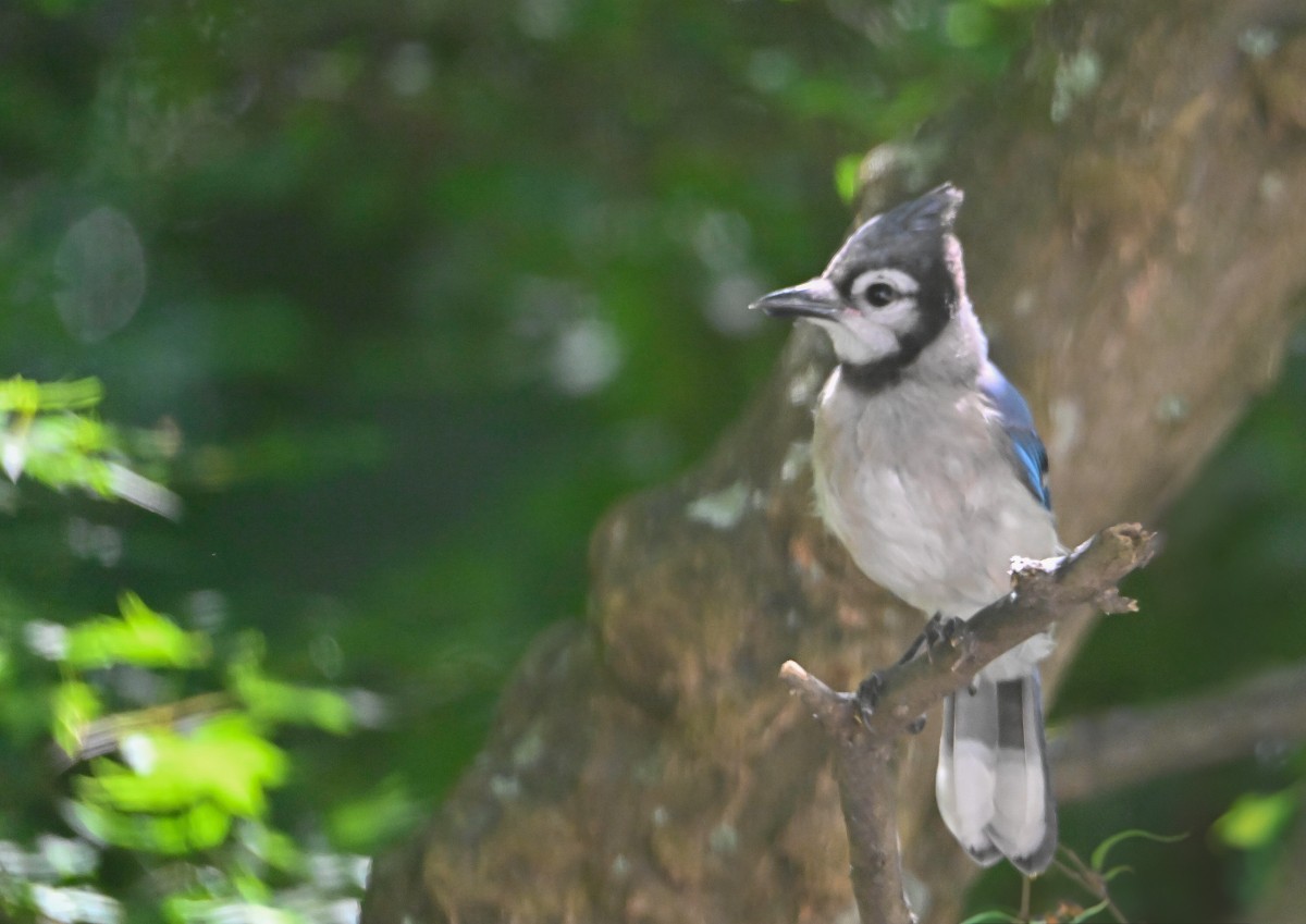 Blue Jay