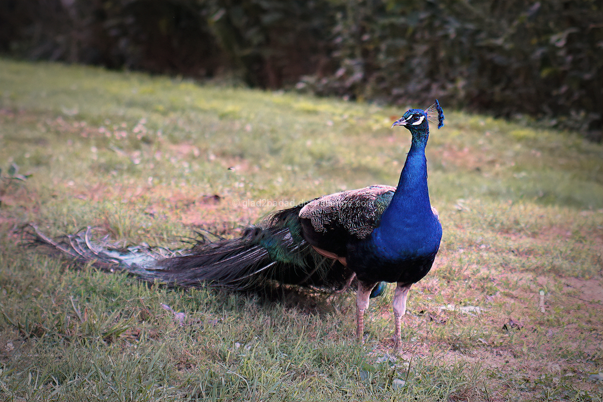 Peacock