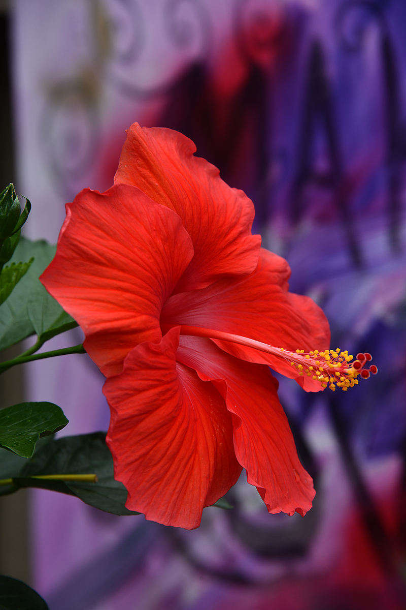 Hibiscus