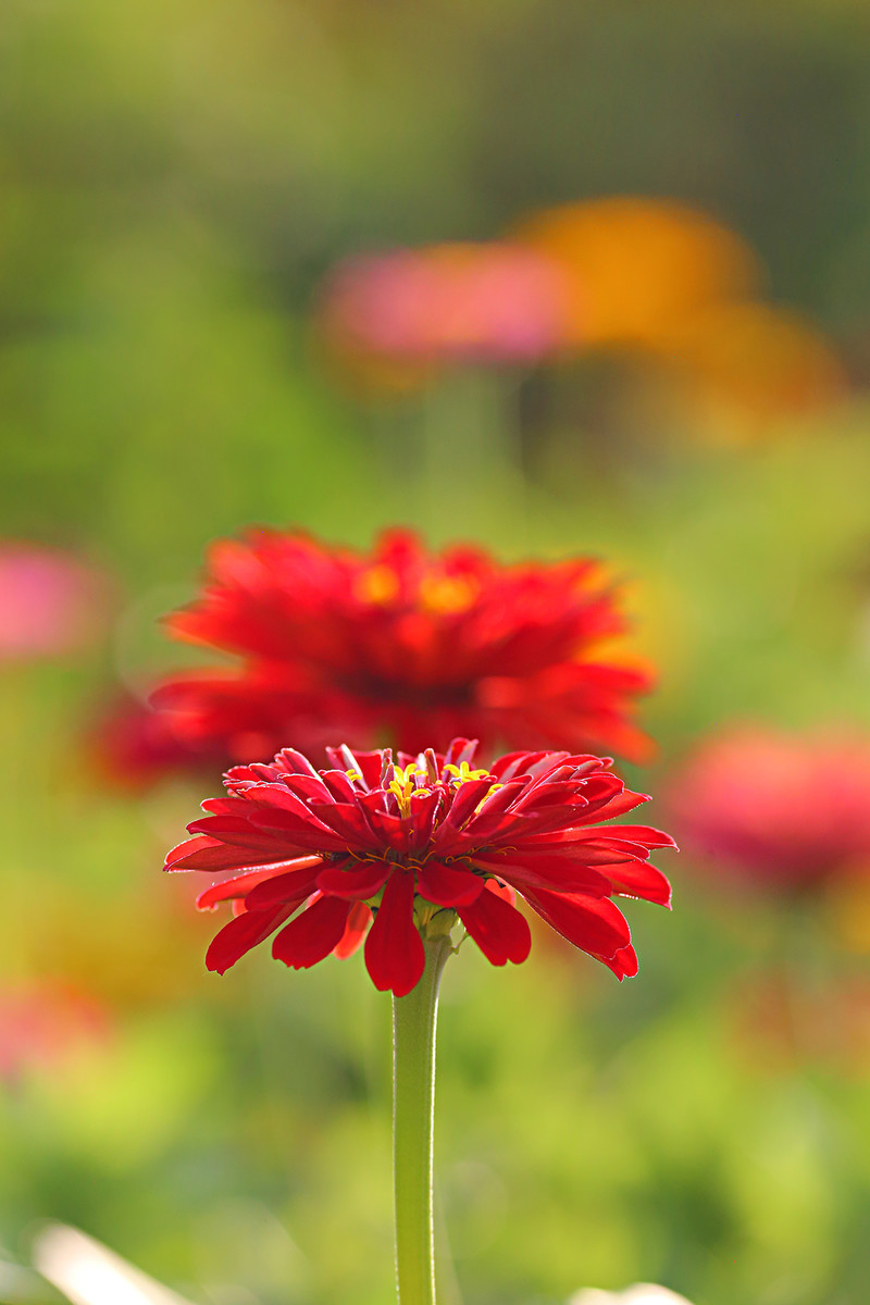 Elmo Eats a Zinnia