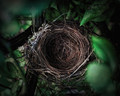 Nest