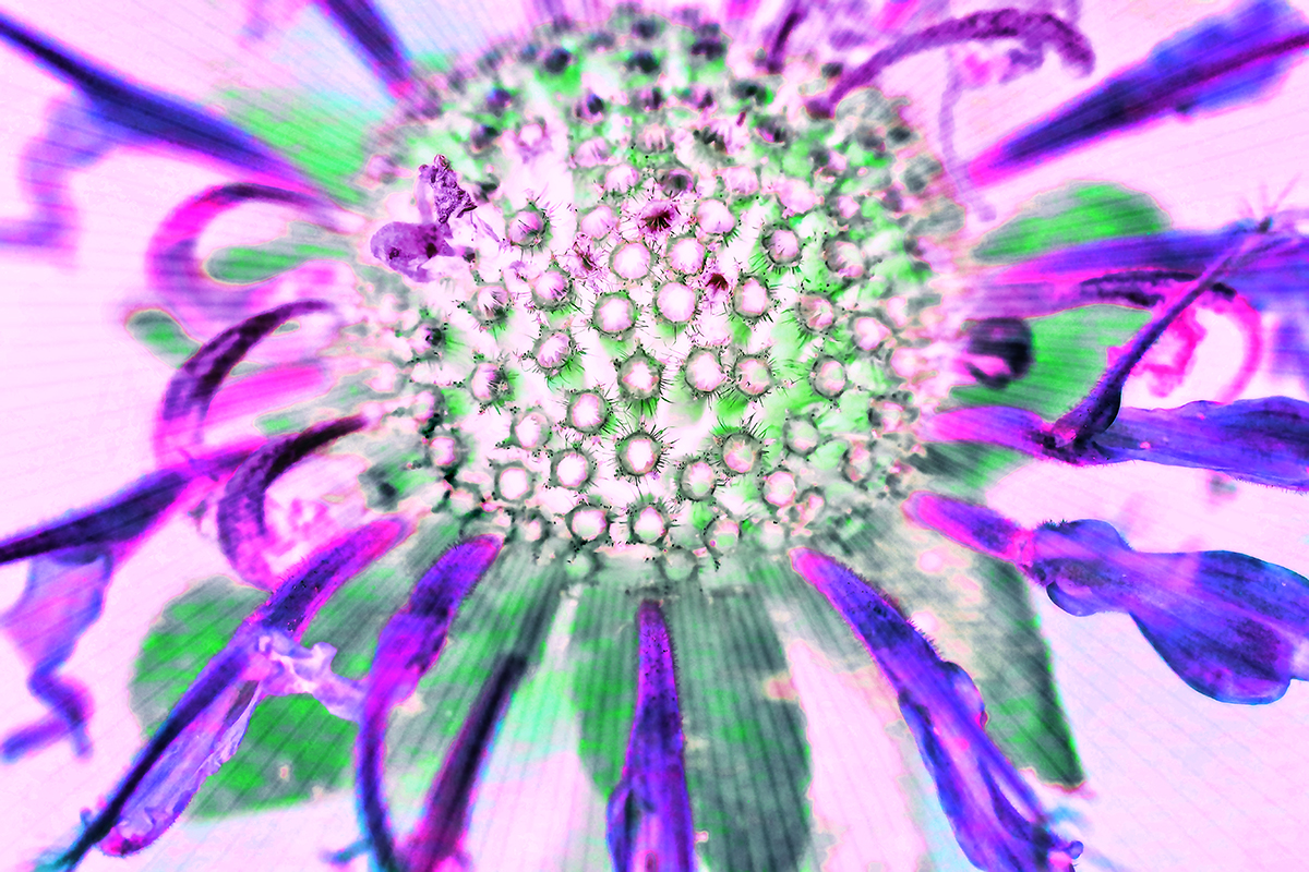 bee balm psychedelic