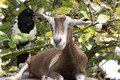 The goat and the bird