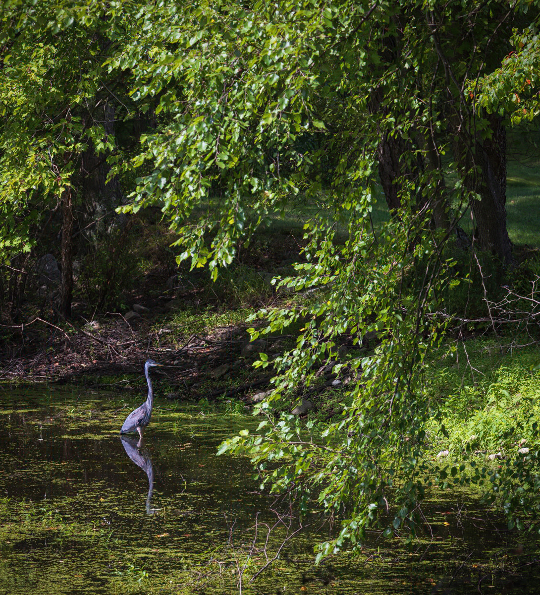 Great Blue Heron