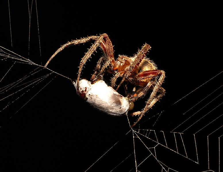 Spider Snacks