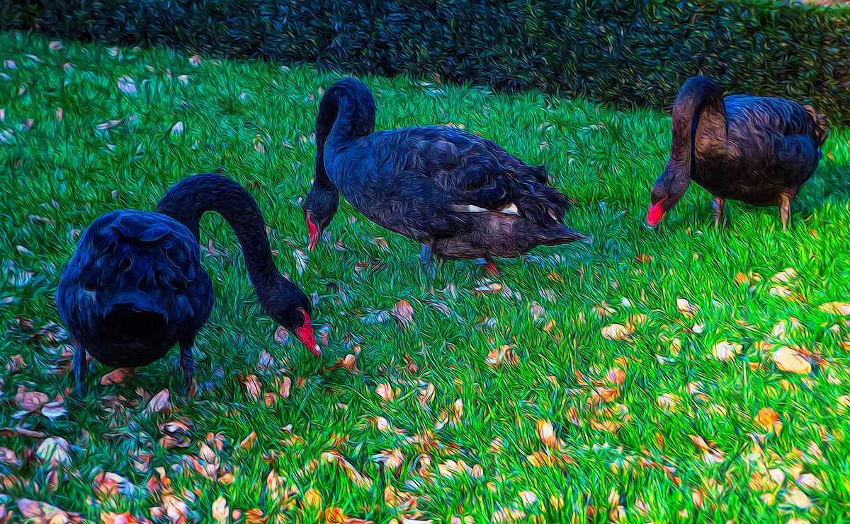 Black Swans Grazing