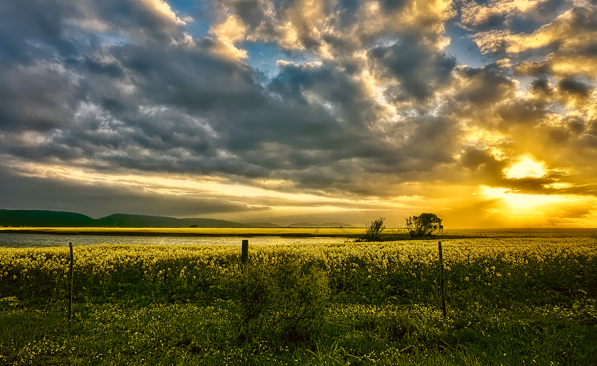 Golden Canola Sunset