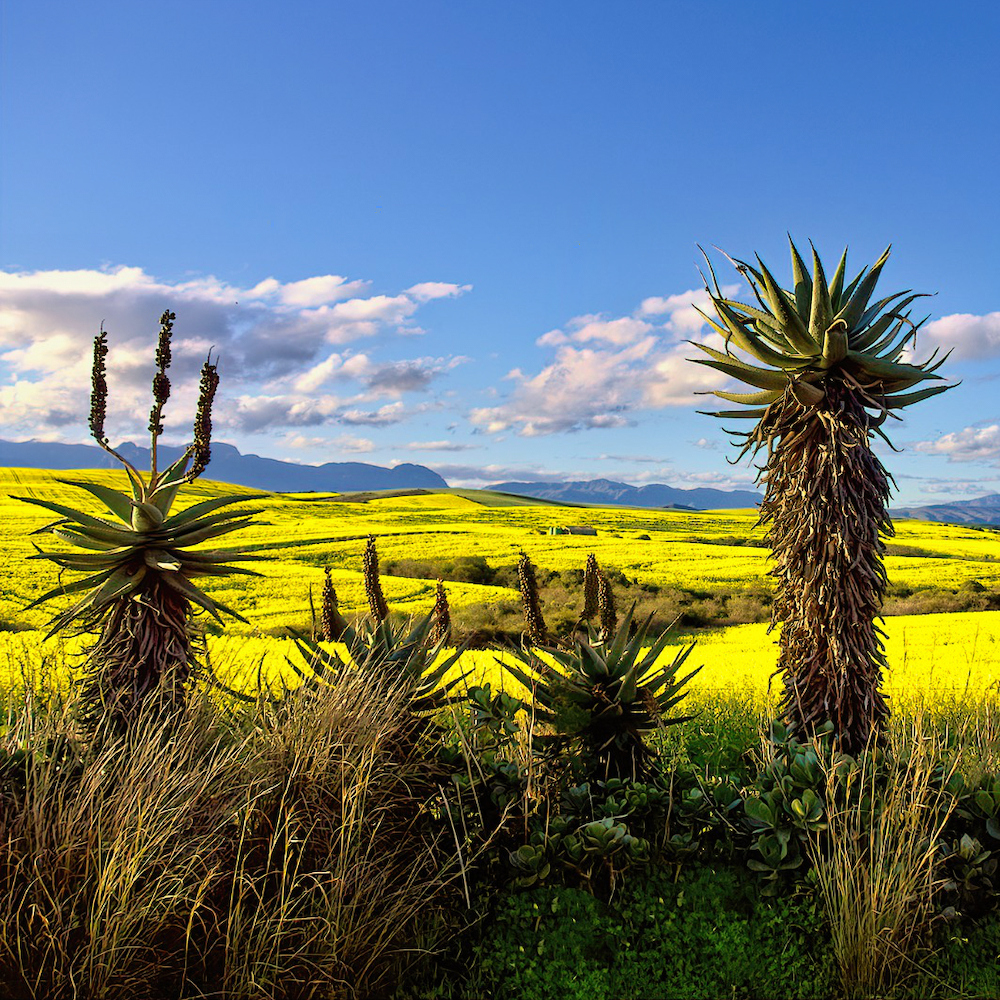 Aloes and Canola