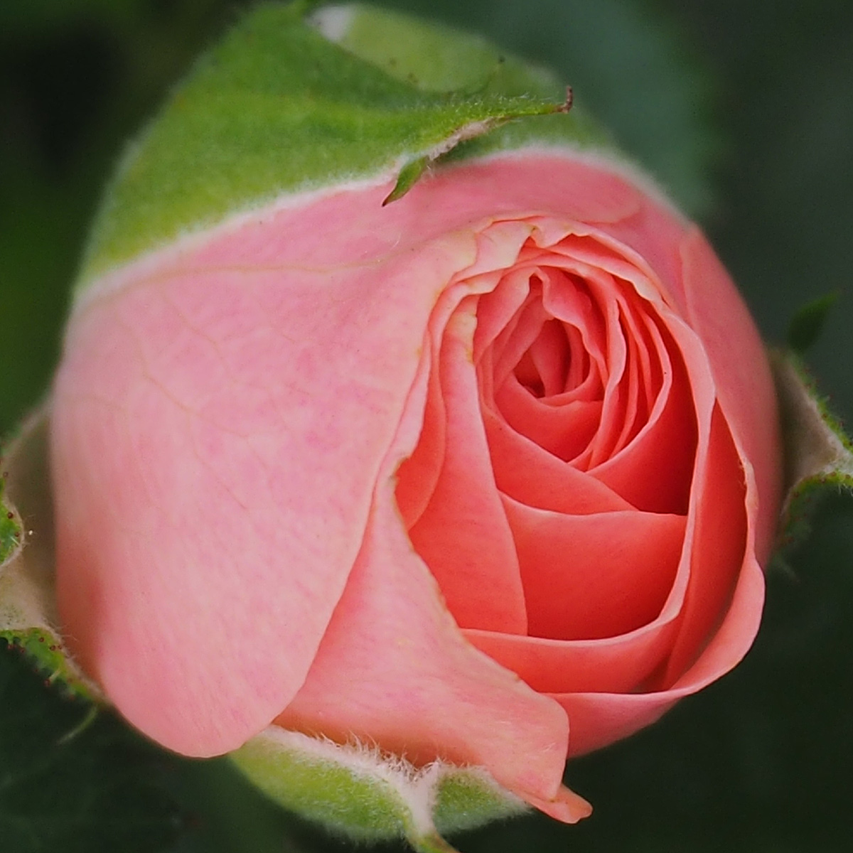 Pink Rose Bud