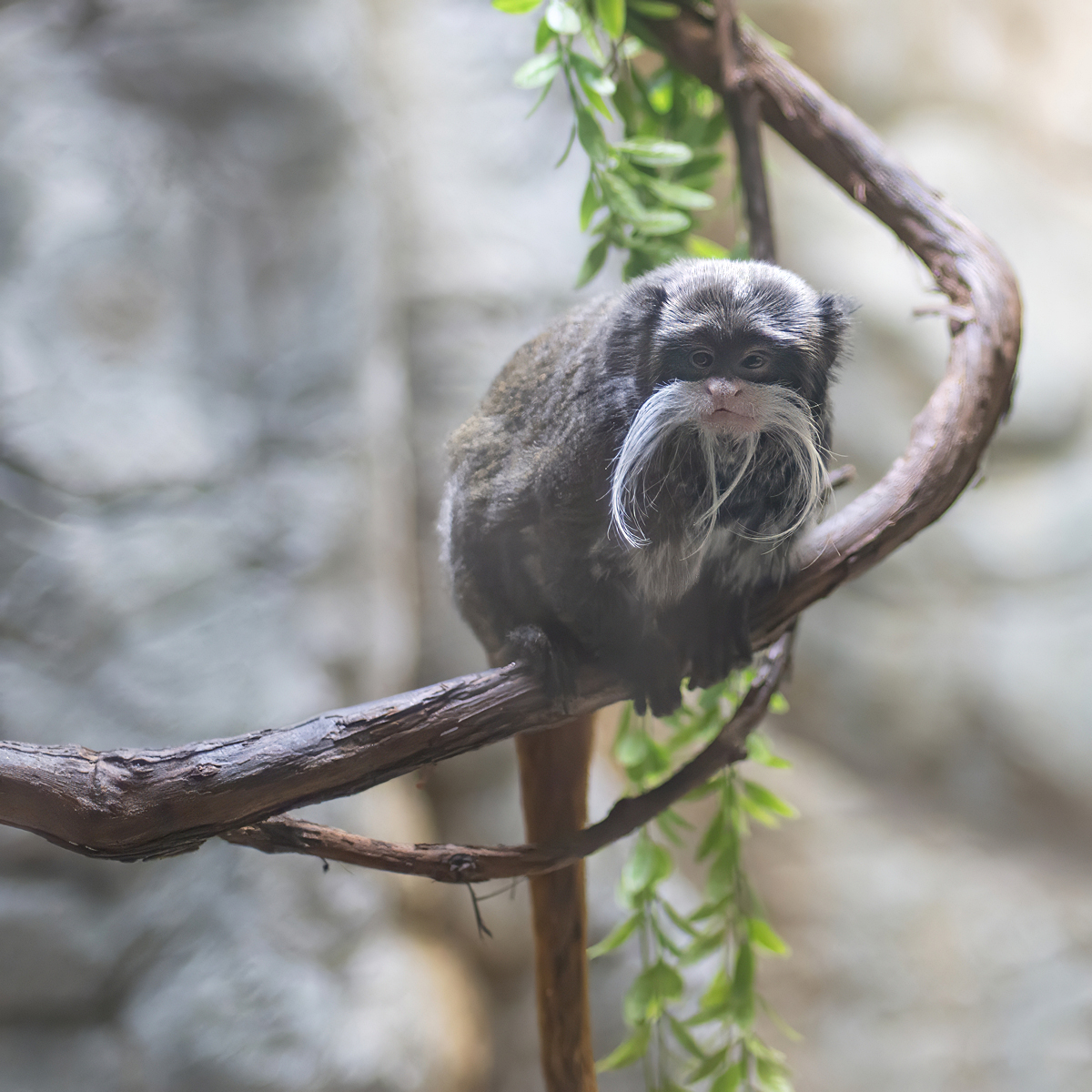 Mustachioed Monkey