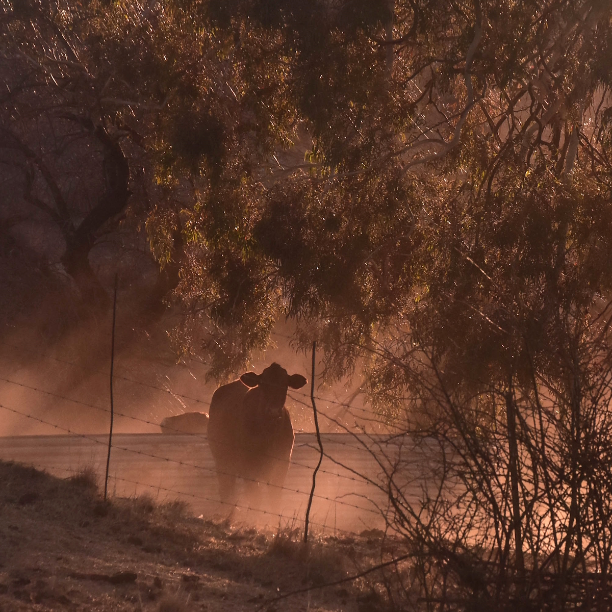 Squarely in the dust